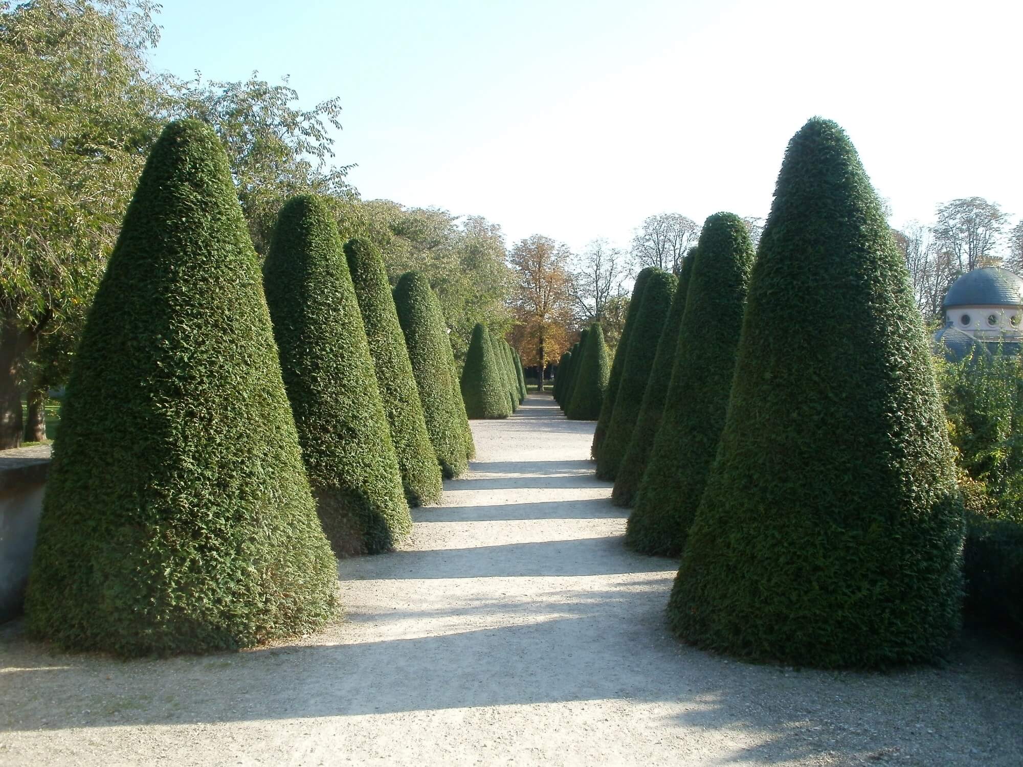 Allée de thuja