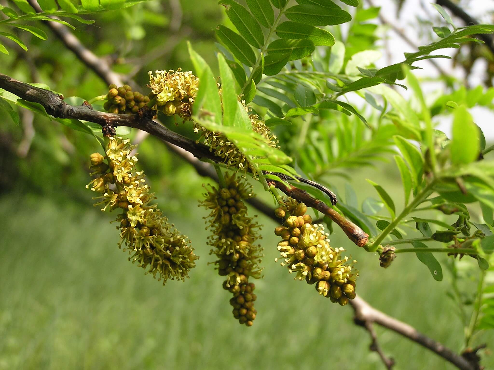 Inflorescence