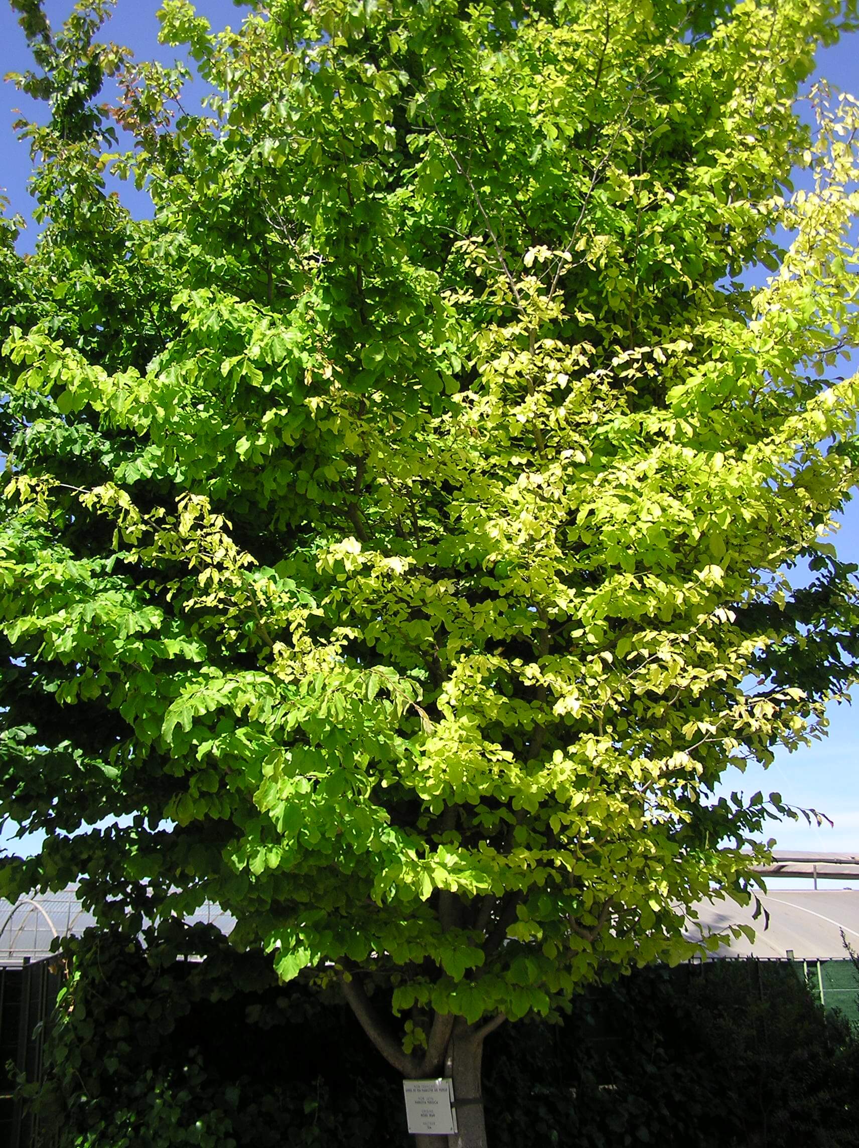 Silhouette de l'arbre de fer