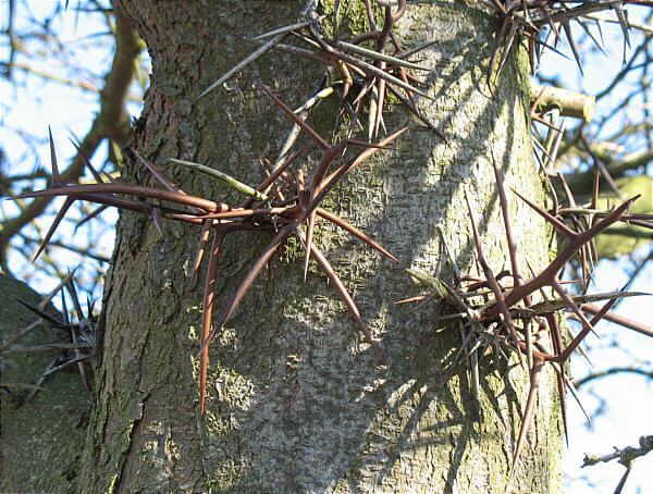 Tronc garni de grandes épines (forme sauvage)