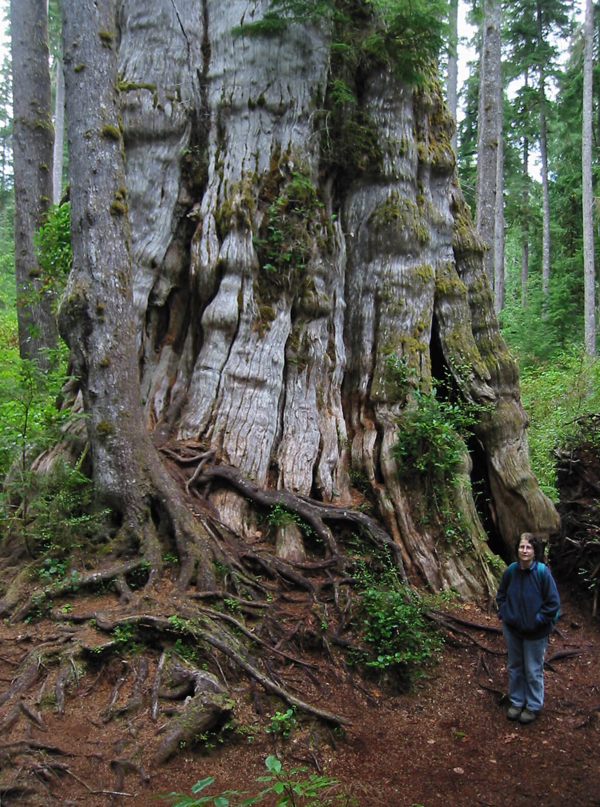 Quinault Lake REdcedar, le plus grand thuja du monde