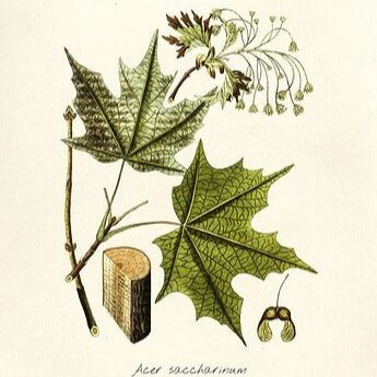 Botanical illustration Acer saccharum