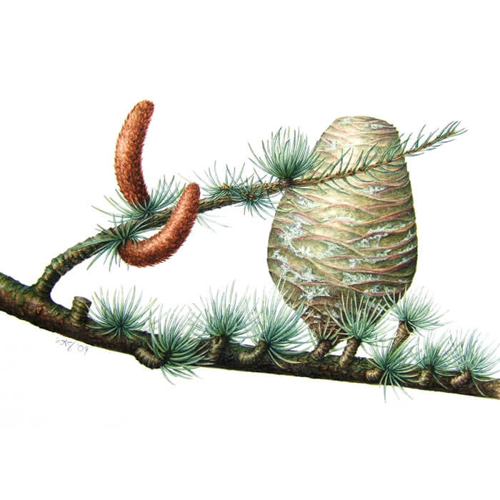 illustration botanique du cèdre de l'atlas