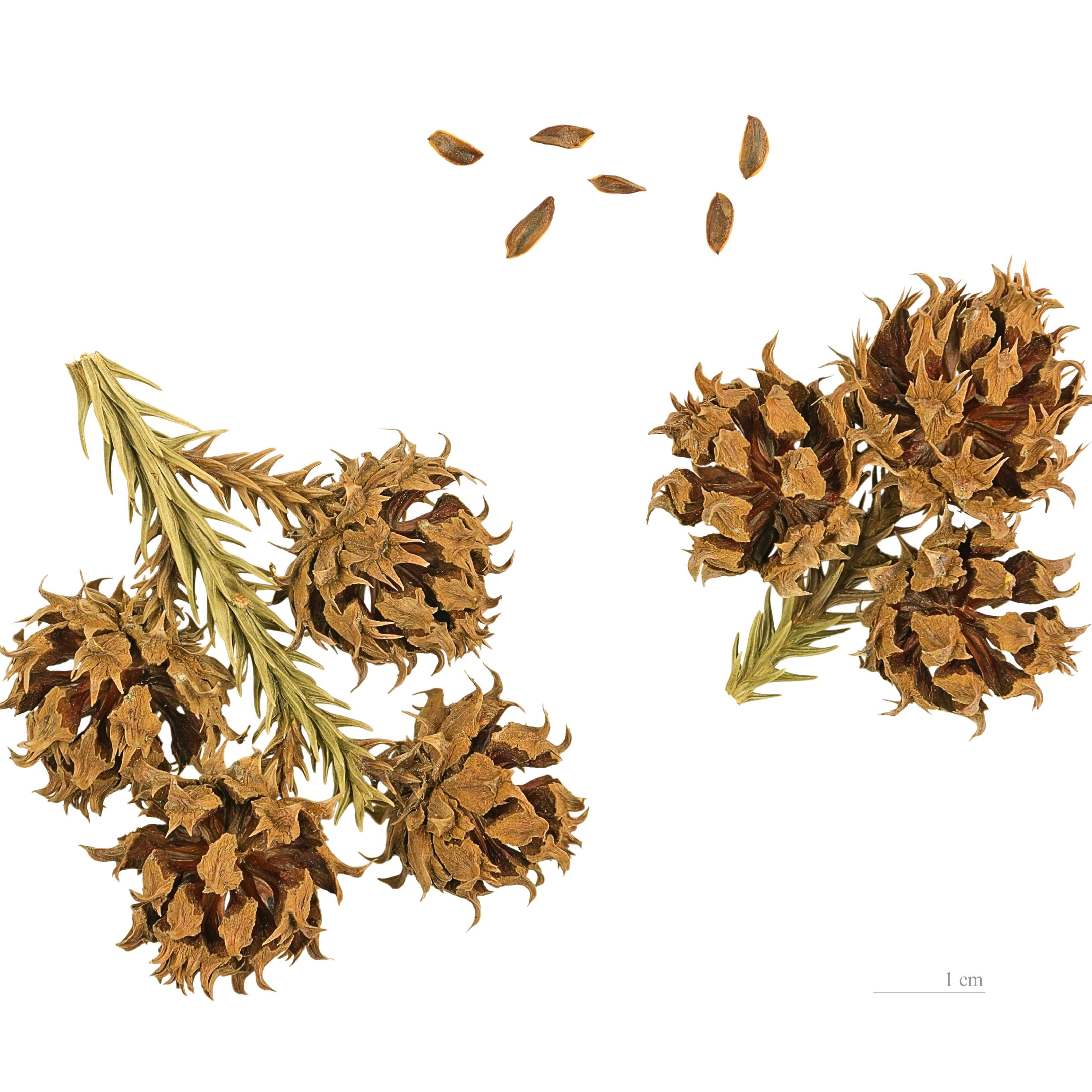 Illustration botanique du cryptomeria japonica