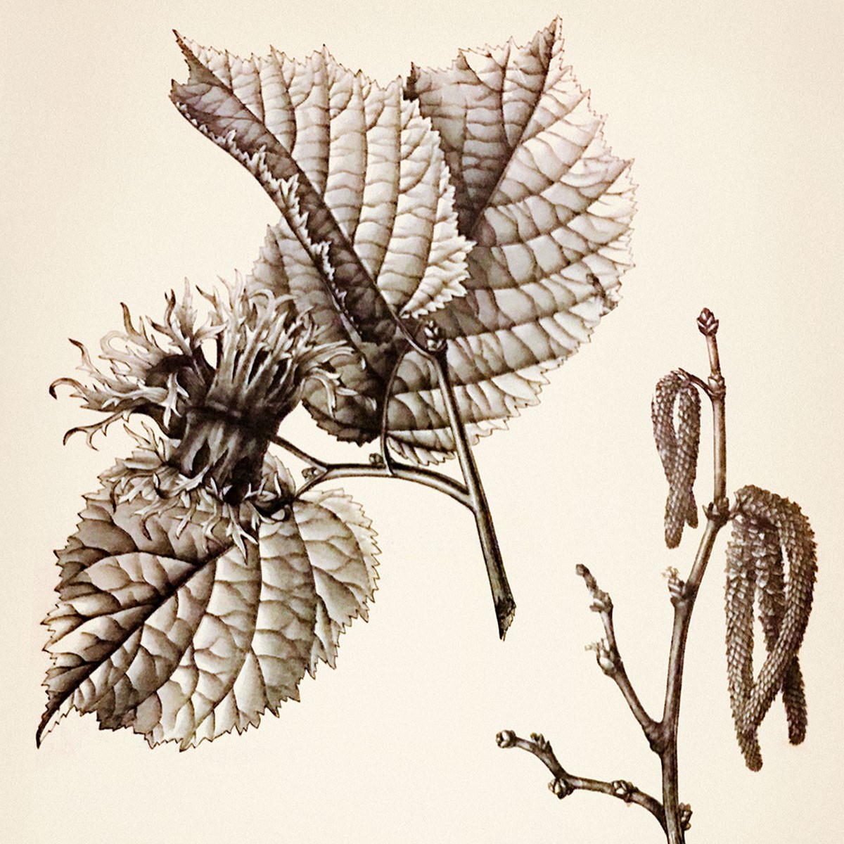 Illustration botanique du noisetier de byzance