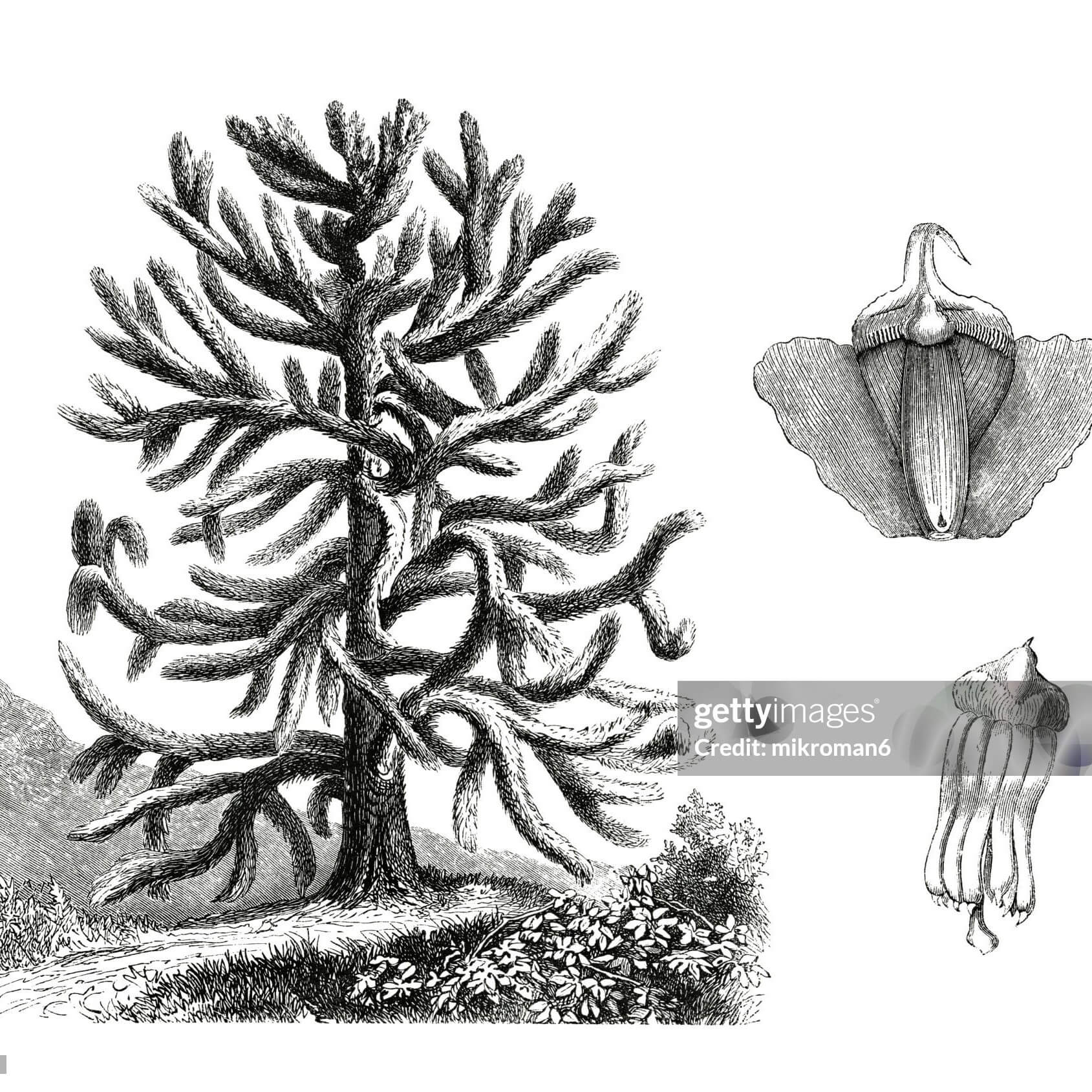 araucauria botanical illustration