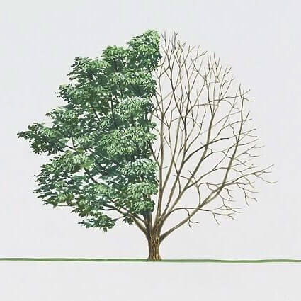 arbre liège de l'amour structure