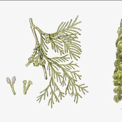 cyprès de lawson botanical illustration