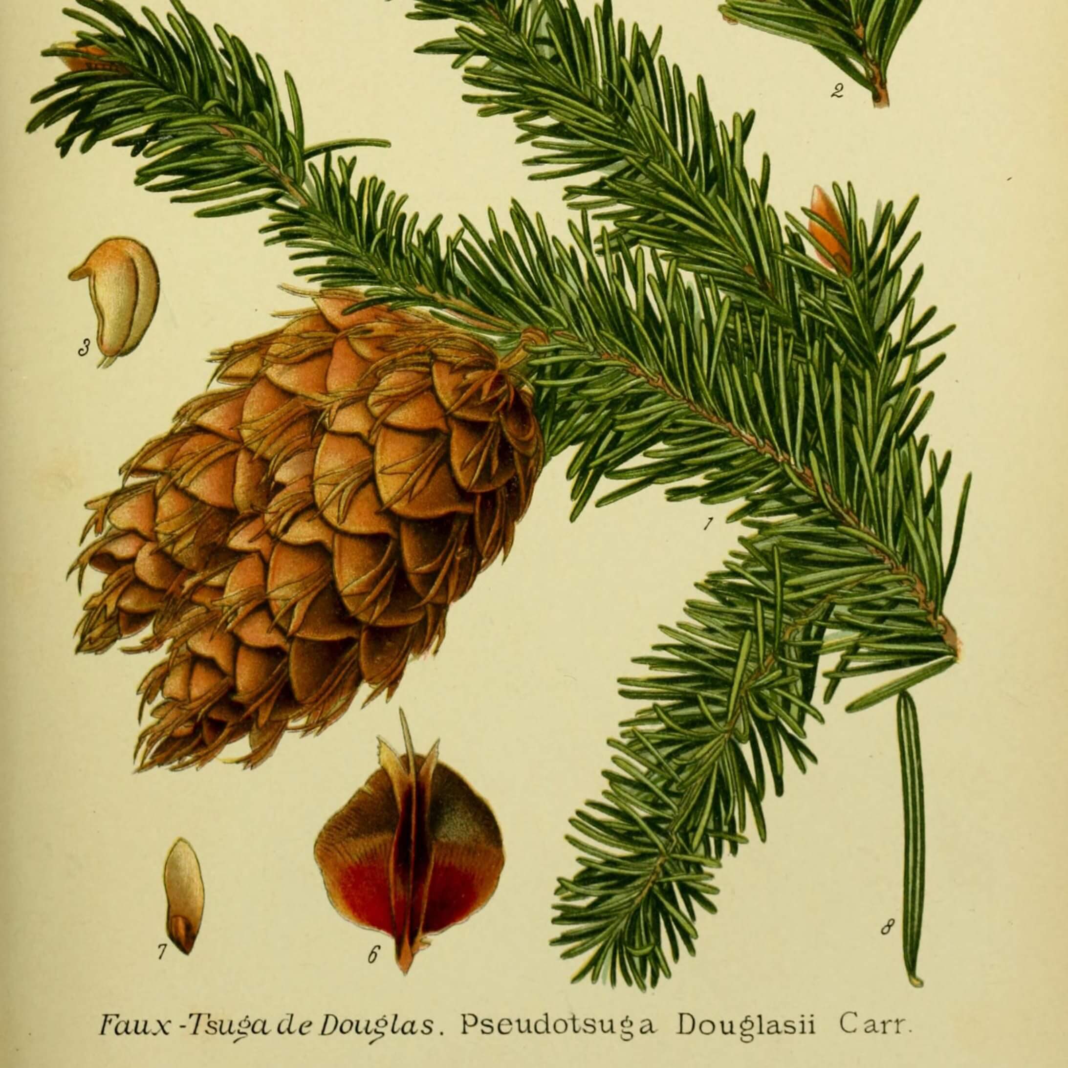 botanical illustration of a Pseudotsuga menziesil fruit