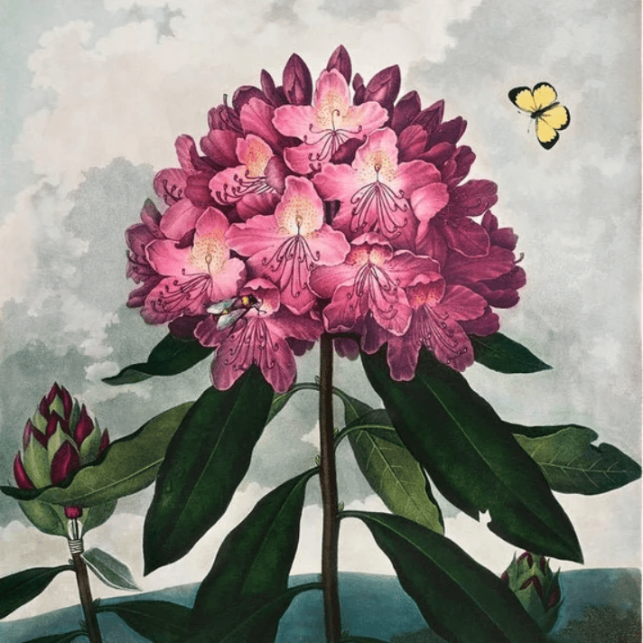 Illustration botanique du rhododendron pontique
