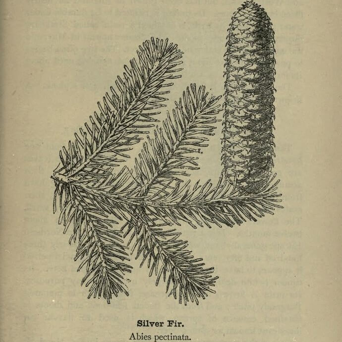 Botanical illustration Abies grandis