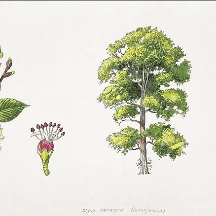 Ulmus minor botanical illustration